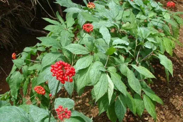 北方适合种植什么药材，适应能力强且生长快速