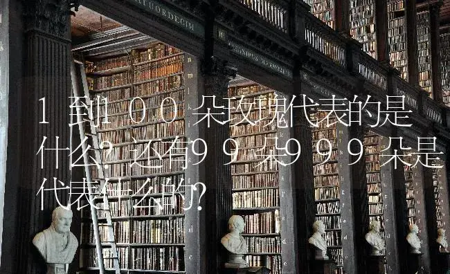 1到100朵玫瑰代表的是什么?还有99朵999朵是代表什么的？ | 绿植常识