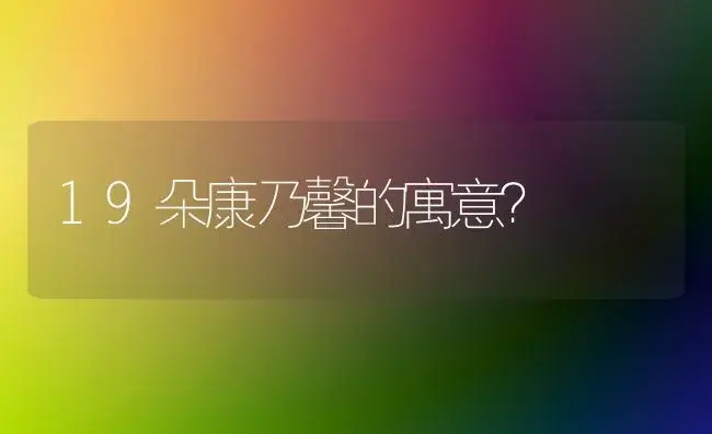 19朵康乃馨的寓意？ | 绿植常识