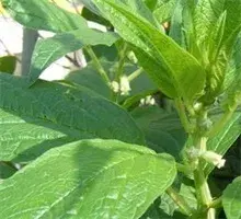 芝麻立枯病的危害和防治方法