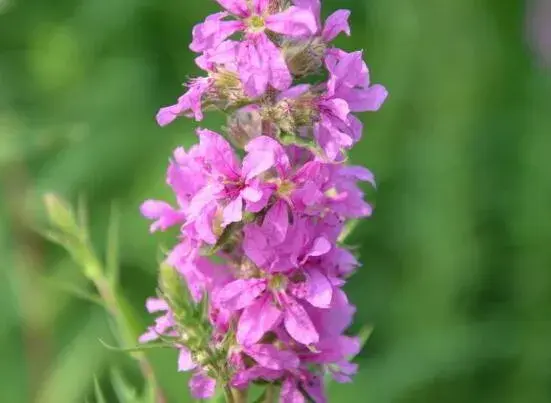 千屈菜的花语和传说，象征着湖畔迷路的孩子/孤独