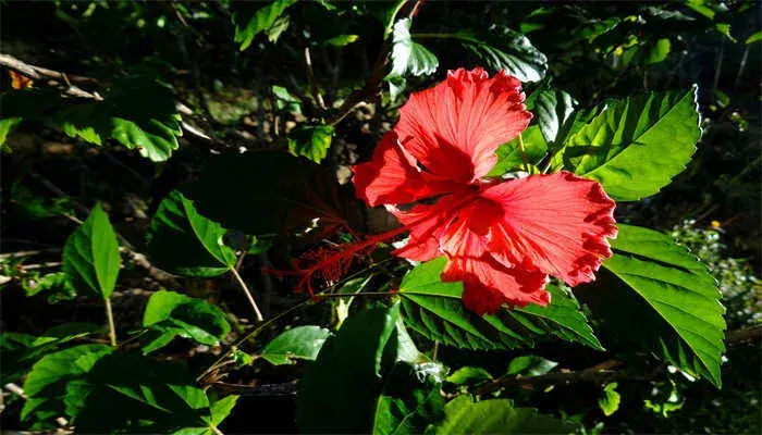 扶桑花花语 扶桑花花语是什么