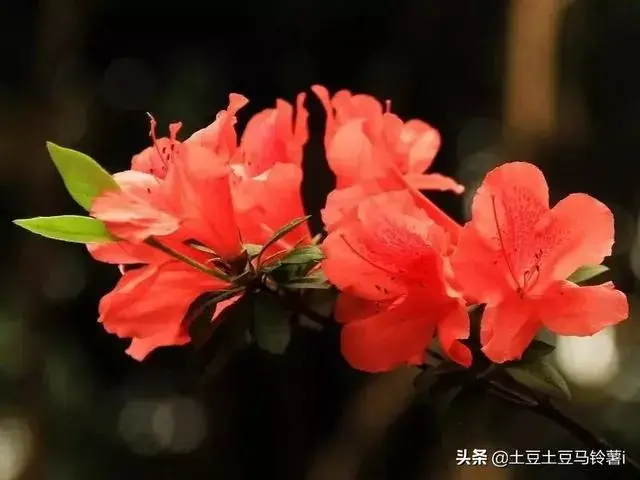 杜鹃花的养殖方法和注意事项？