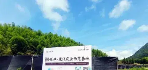 安徽省黟县金家岭：发展灵芝产业 撑起“致富伞”