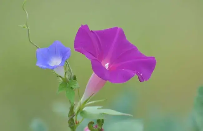 牵牛花花语和传说