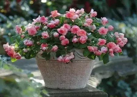 花卉果蔬盆景 | 蔷薇花的盆栽方法