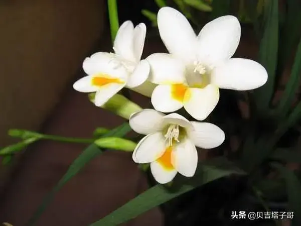 同学见面送什么花？