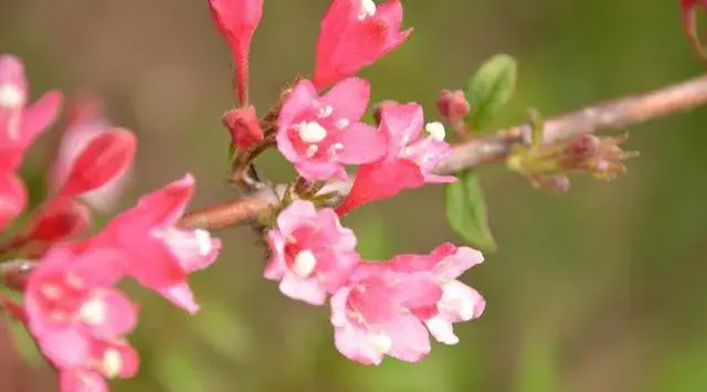 錦带花花语有哪些？