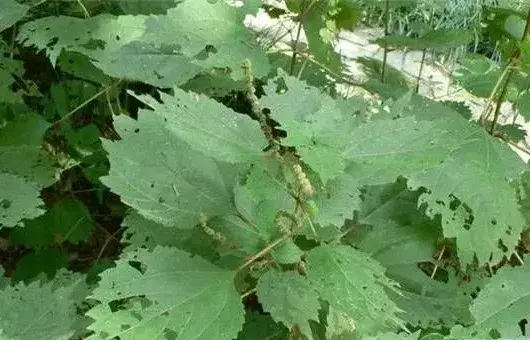 要想苎麻种得好，这五大种植要点需牢记！