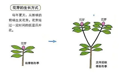 安酷杜鹃修剪方法图解？