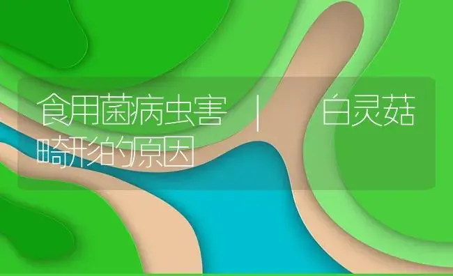 白灵菇畸形的原因 | 菌菇种植