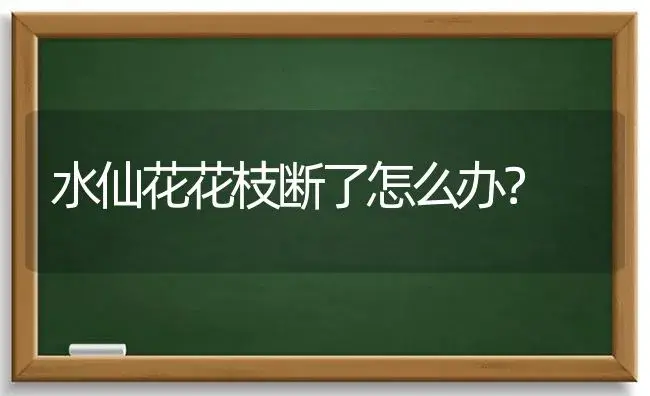 水仙花花枝断了怎么办？ | 绿植常识