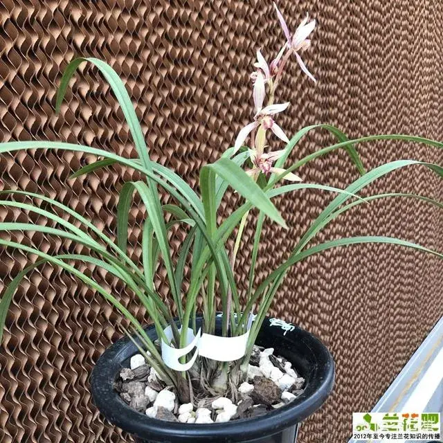 兰花种植方法？