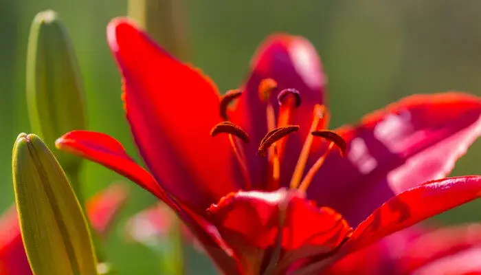 百合花花语是什么 百合花有什么花语