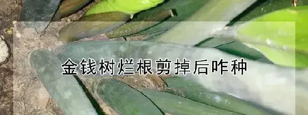 金钱树烂根剪掉后咋种