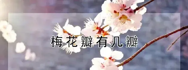 梅花瓣有几瓣