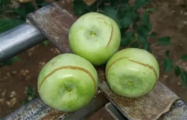 苹果水裂纹出现 因素及防治和治疗