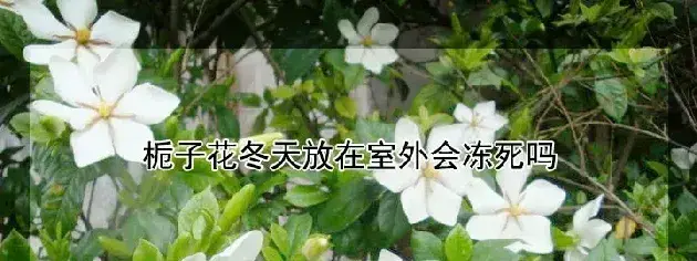 栀子花冬天放在室外会冻死吗