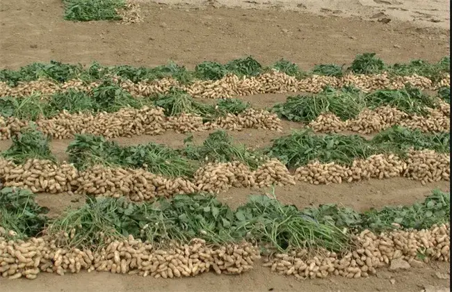 花生怎样栽培产量高