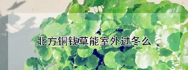 北方铜钱草能室外过冬么