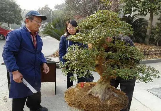 盆景知识 | 盆景不换土的尝试