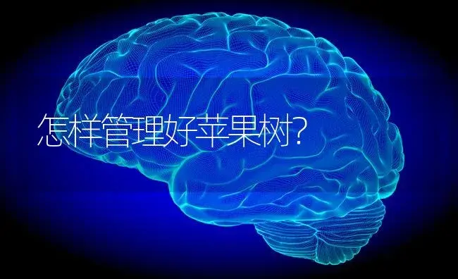 怎样管理好苹果树？ | 特种种植