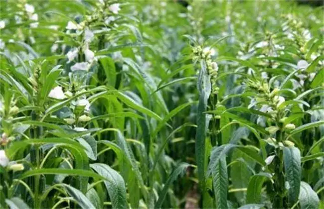 芝麻浇水时间和办法