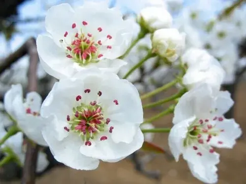 梨花的花语是什么？梨花的传说