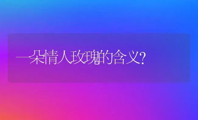 一朵情人玫瑰的含义？ | 绿植常识