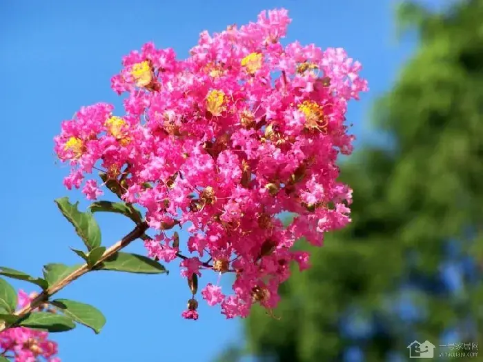 紫薇花如何种植   紫薇花花语有哪些？