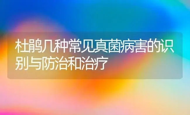 杜鹃几种常见真菌病害的识别与防治和治疗 | 家庭养花