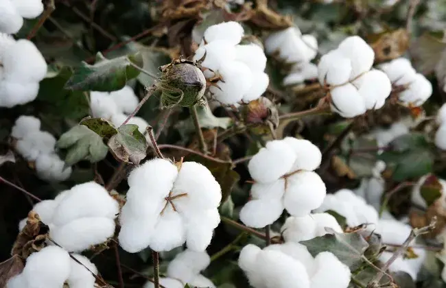 如何防治和治疗棉花烂铃