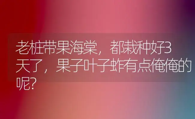 老桩带果海棠，都栽种好3天了，果子叶子蚱有点俺俺的呢？ | 绿植常识