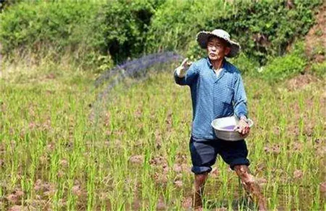 三棱的栽培技术