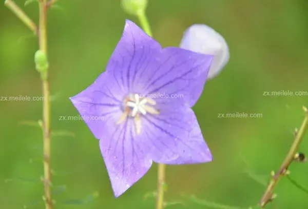 桔梗花的花语,桔梗花图片大全有哪些？