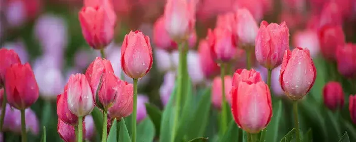 不同颜色郁金香的花语