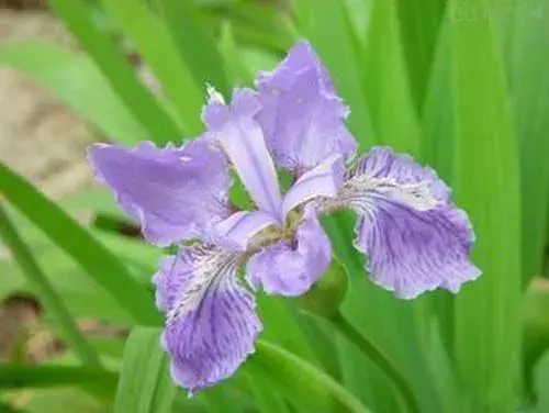 爱丽丝花，特别温暖的花语！