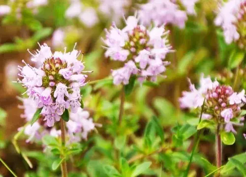 表示悲伤的花 花语是悲伤的花