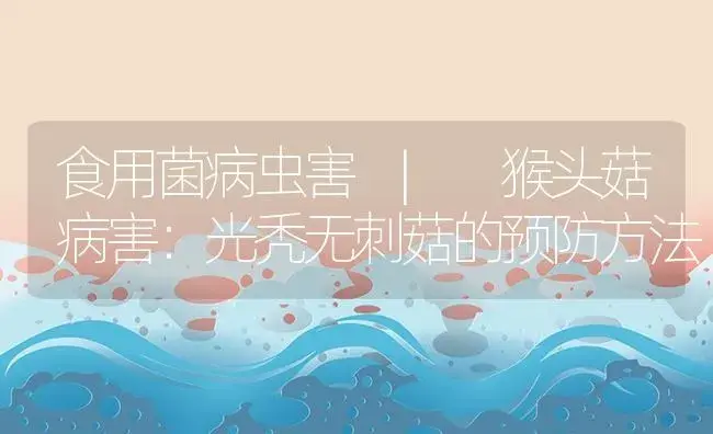 猴头菇病害：光秃无刺菇的预防方法 | 菌菇种植