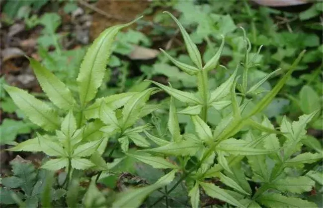 凤尾草种植技术