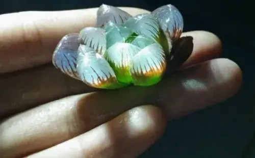 盆景养护管理 | 玉露换盆后如何缓根