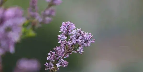 丁香花的花语是什么 纯洁的初恋