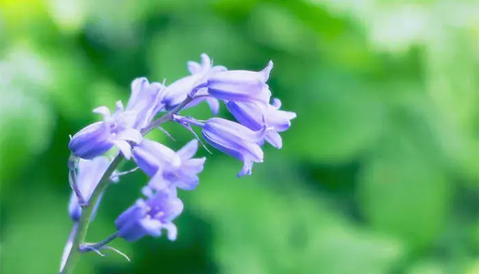 风铃草花语