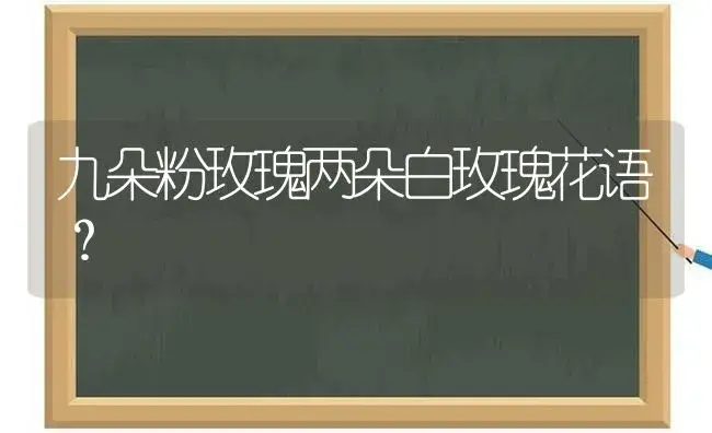 九朵粉玫瑰两朵白玫瑰花语？ | 绿植常识