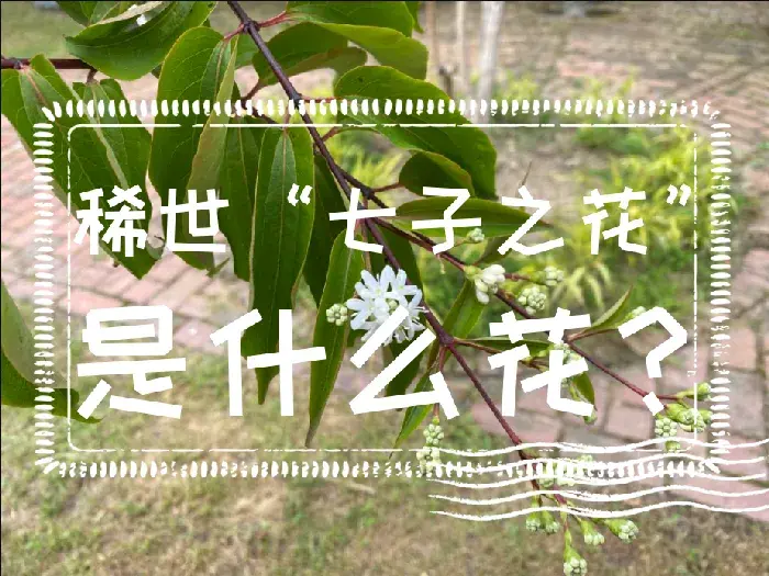 稀世“七子之花”是什么花？七子之花科普