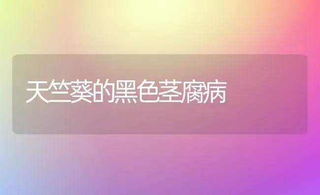 天竺葵的黑色茎腐病 | 家庭养花