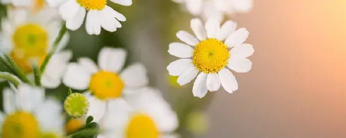 鲜花花语 各种鲜花的花语是什么