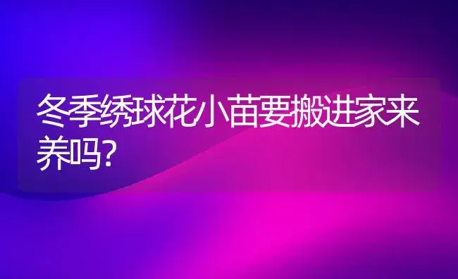 冬季绣球花小苗要搬进家来养吗？ | 绿植常识