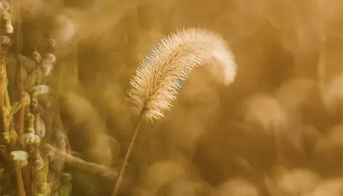 狗尾巴花的花语是什么