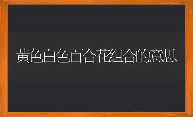 黄色白色百合花组合的意思 | 绿植常识